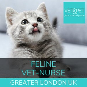Feline Veterinary Nurse